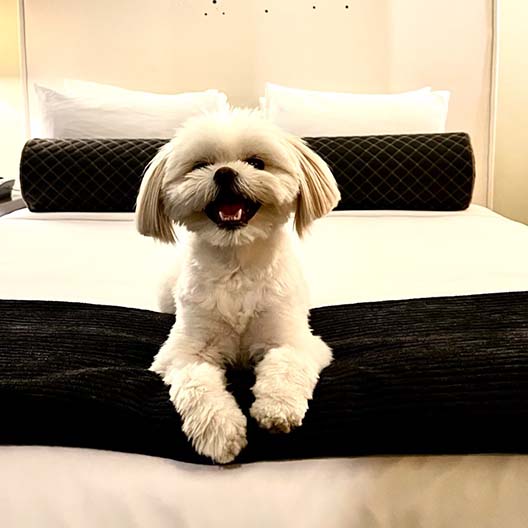 Pet Policy 3